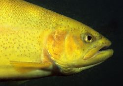 Golden trout portrait.
Eccleston Delph.
F90X,60mm.
 by Mark Thomas 